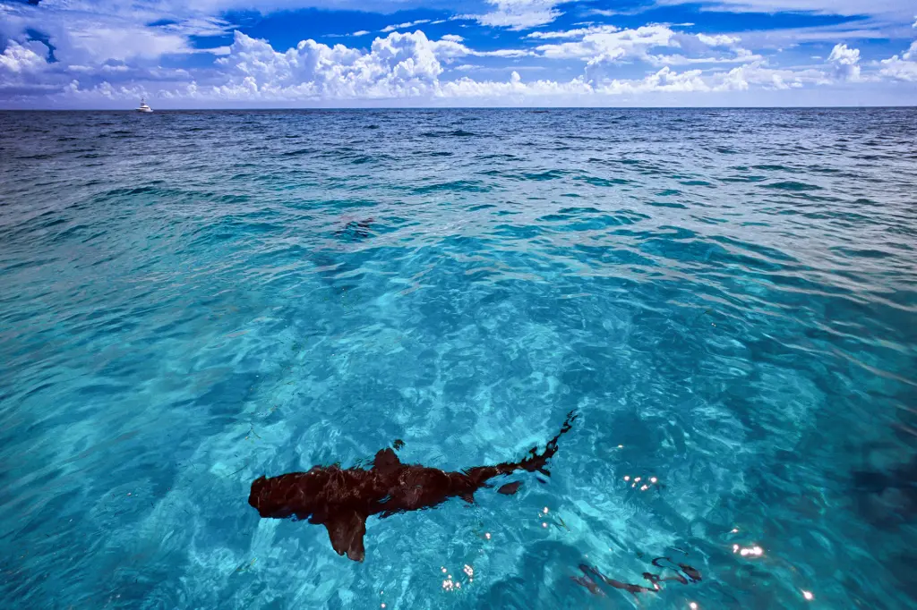 shark